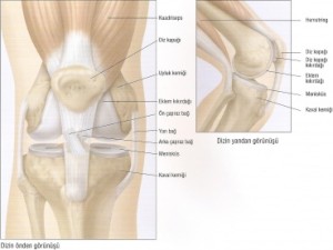 Diz Artroskopisi Sonrası - Şenol Akman
